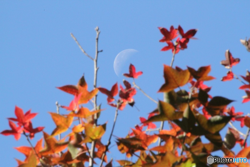 月と紅葉