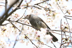 桜ヒヨドリさん 1