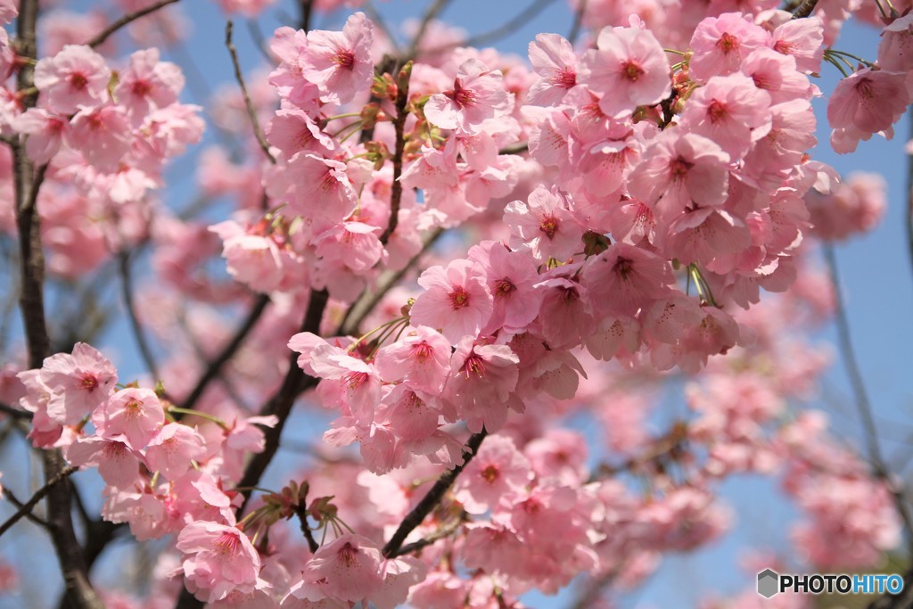 桜 2