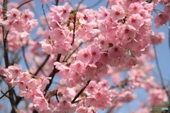 桜 2