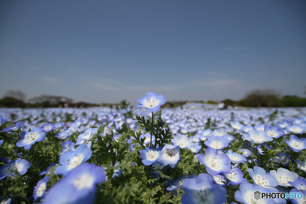 ネモフィラの花 2