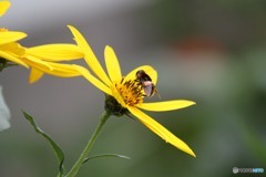花とアブ