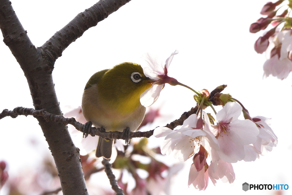 桜とメジロさん