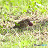 大きな実とスズメさん