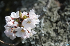 桜の花 3