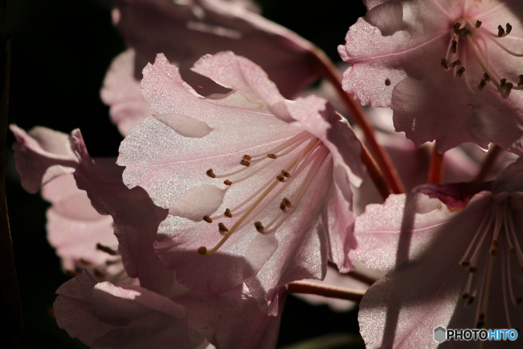 シャクナゲの花