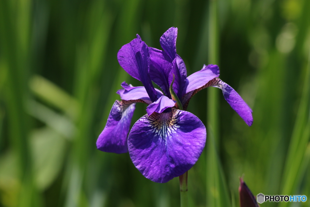 アヤメの花