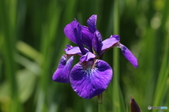 アヤメの花