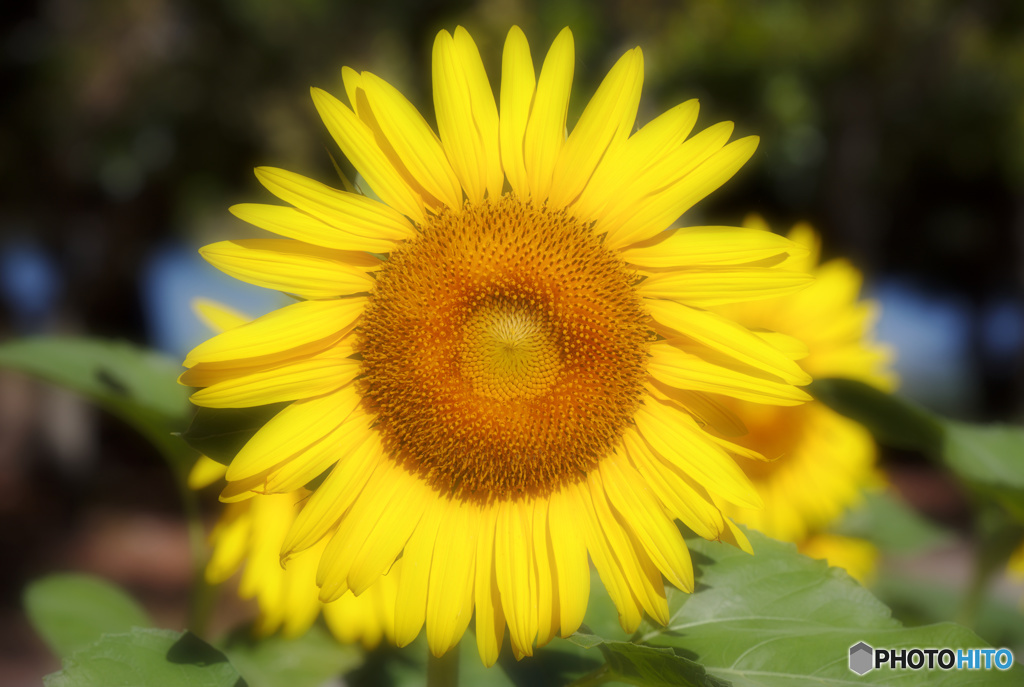 陽の花