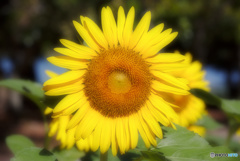 陽の花