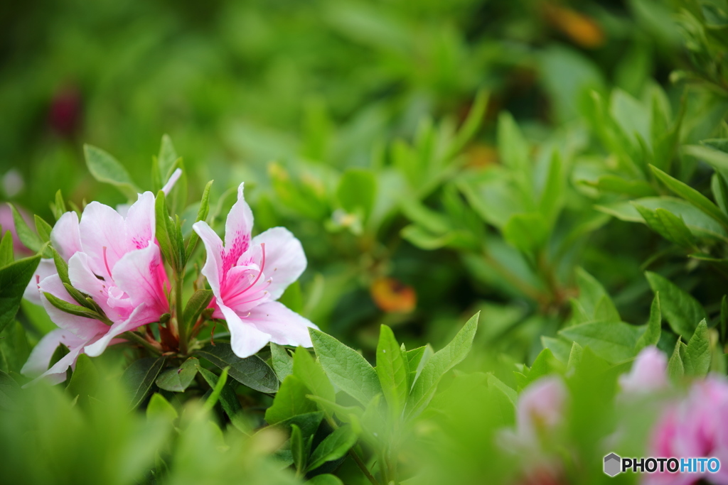 ツツジの花