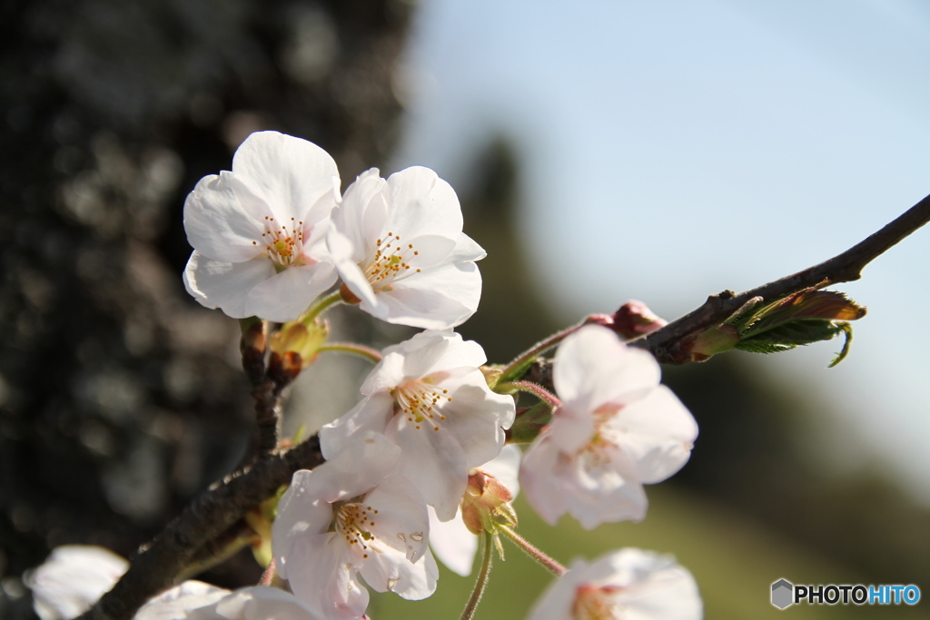 桜の花 2