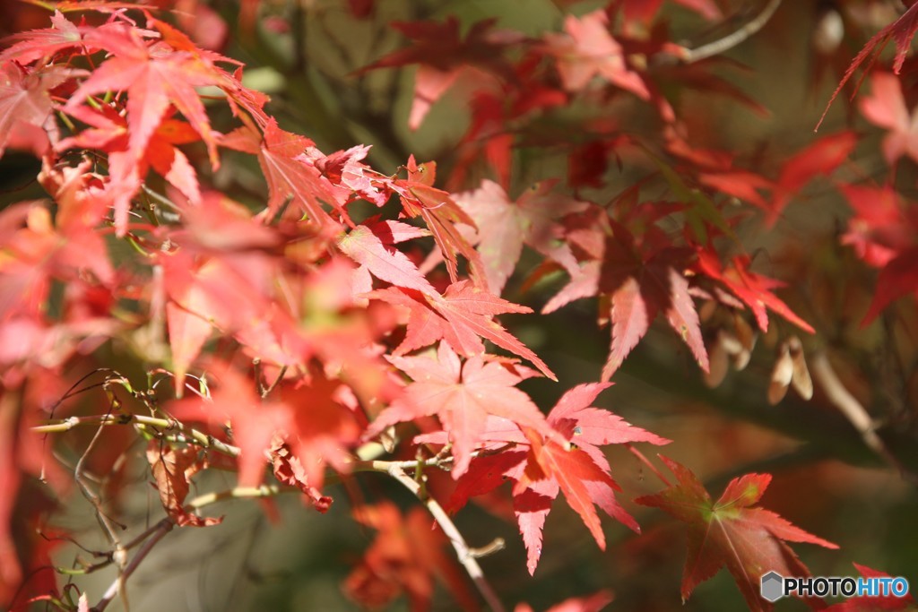 紅葉