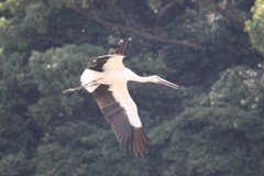 飛んでるコウノトリさん　2