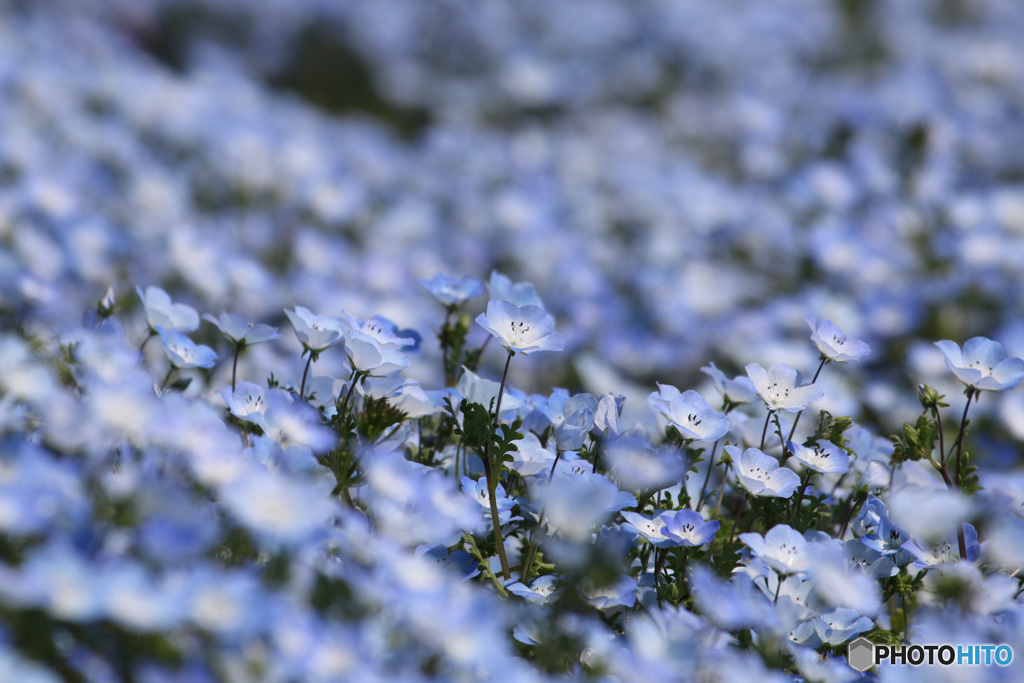 ネモフィラの花 1