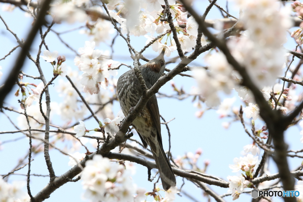 桜ヒヨドリさん 2