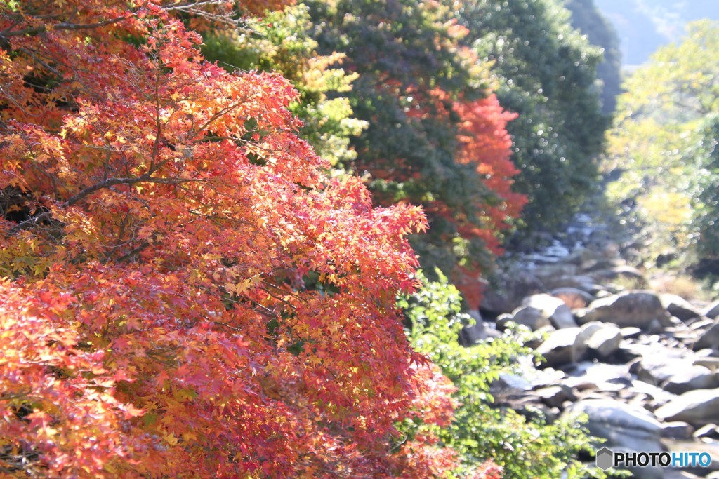 紅葉と川