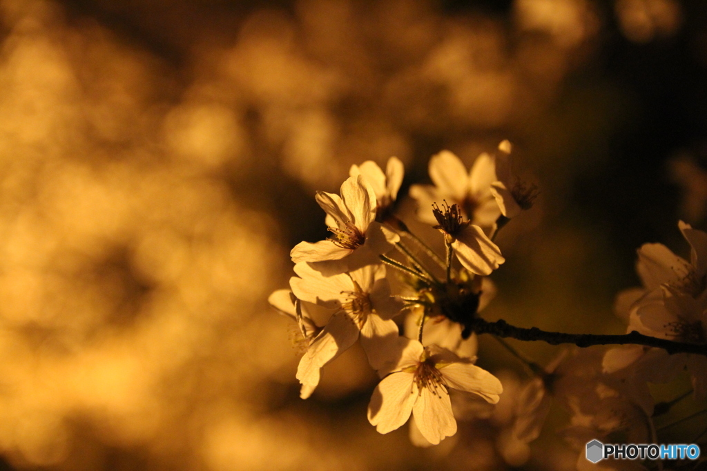 夜の桜 3