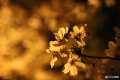 夜の桜 3