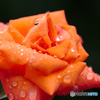 雫と薔薇