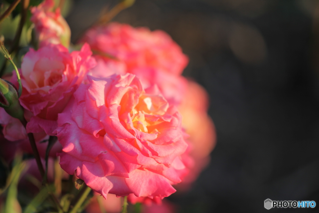 桃黄色の薔薇
