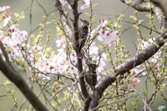 桜とコゲラさん 1