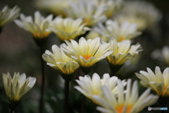 ガザニアの花