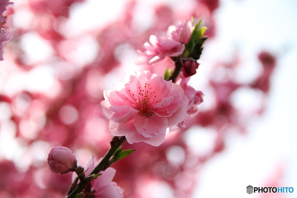 桃の花 2