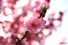 桃の花 2