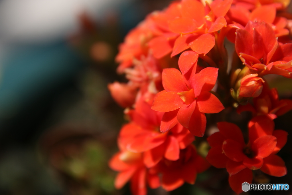 橙色の花
