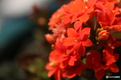 橙色の花