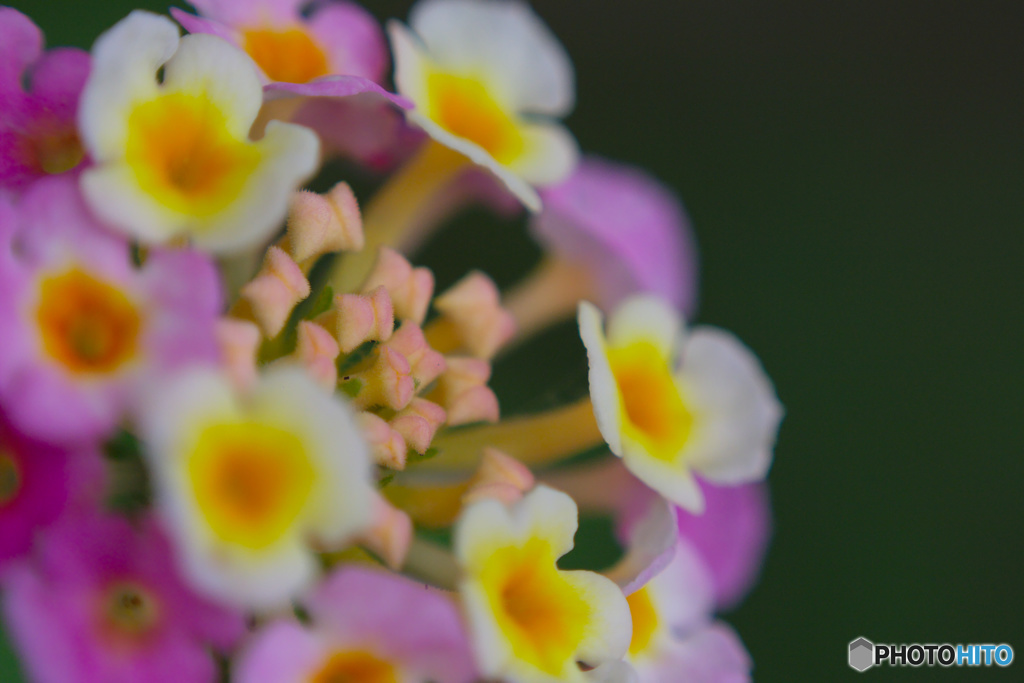 ランタナの花