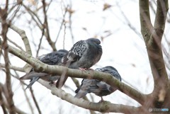 寒そうな鳩さん