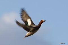 飛び立つ鴨