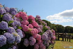 紫陽花の景色