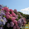 紫陽花の景色
