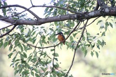 枝にとまるカワセミさん