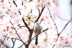 桜とエナガさん 4