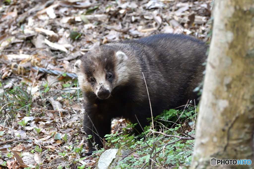 アナグマさん