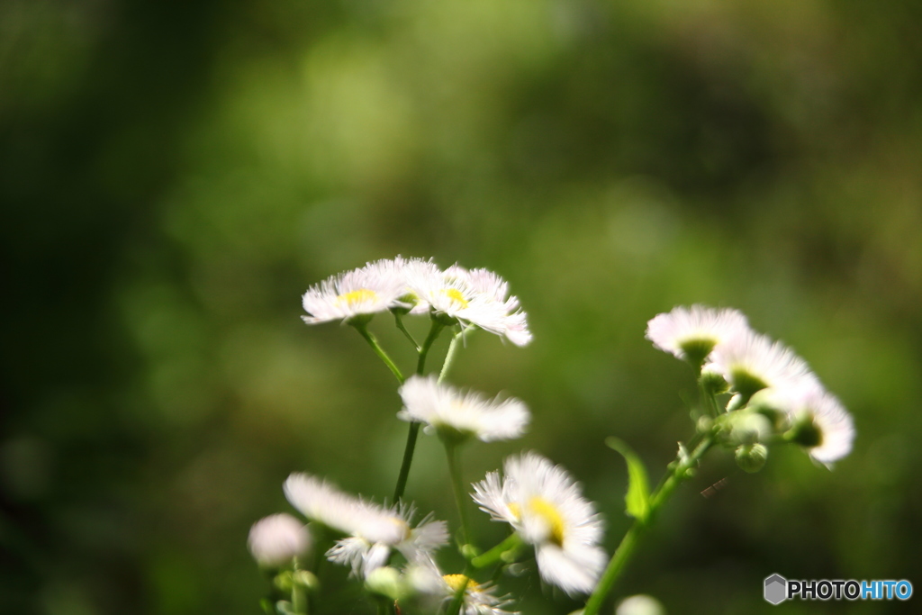 ハルジオンの花