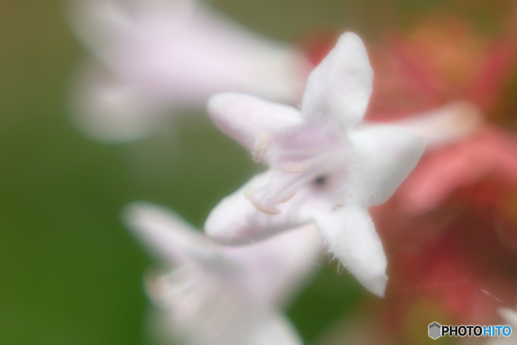 アベリアの花