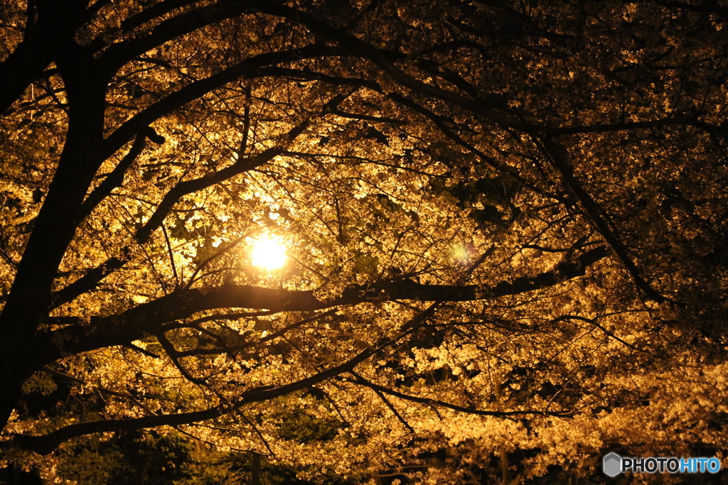 夜の桜 1