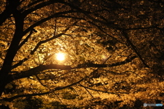 夜の桜 1