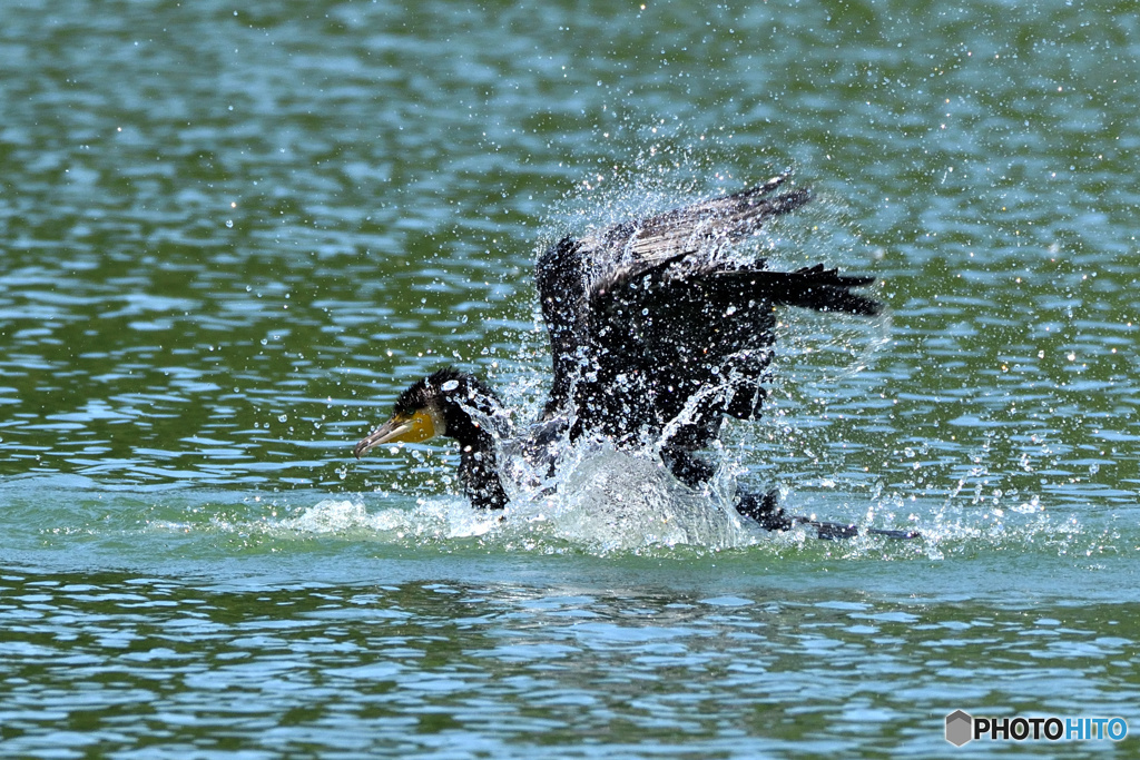 水浴びカワウさん