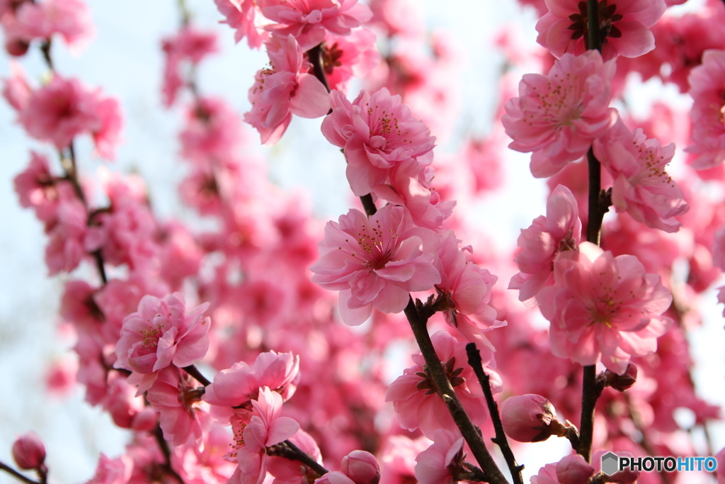 桃の花 1