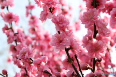 桃の花 1