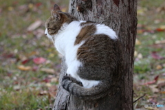 木にとまる猫さん