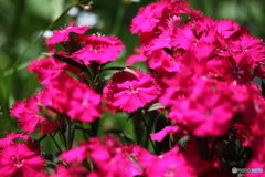 ナデシコの花