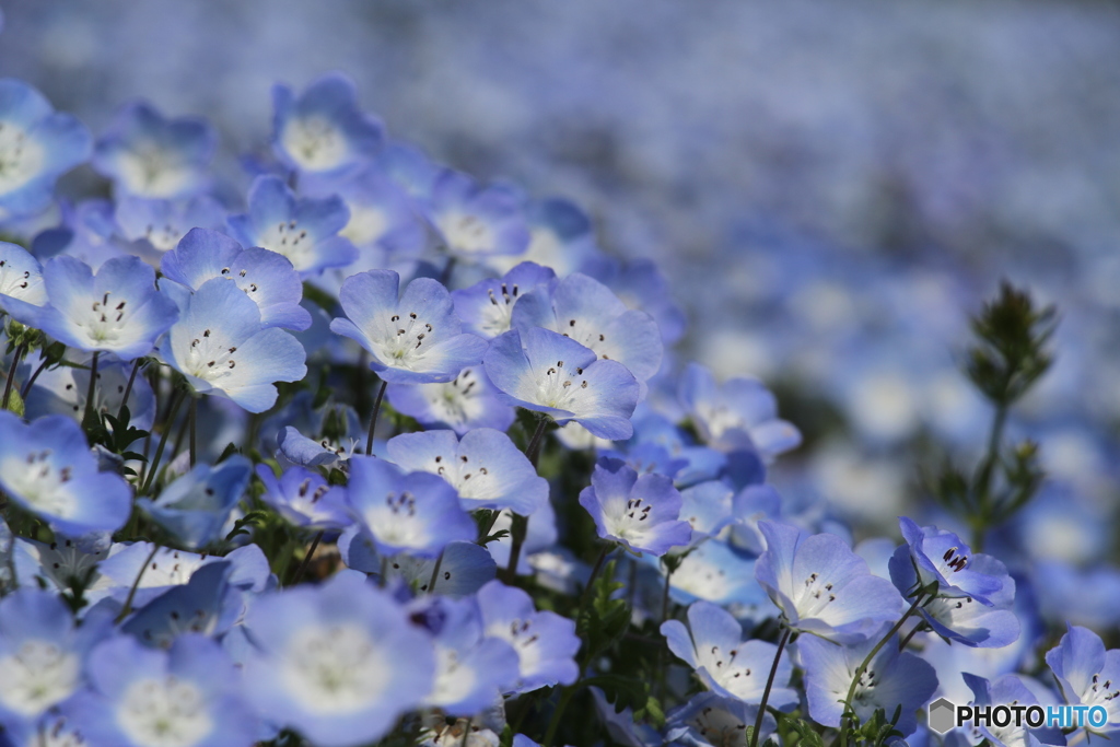 ネモフィラの花 3