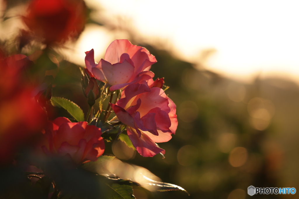 夕日を浴びる薔薇